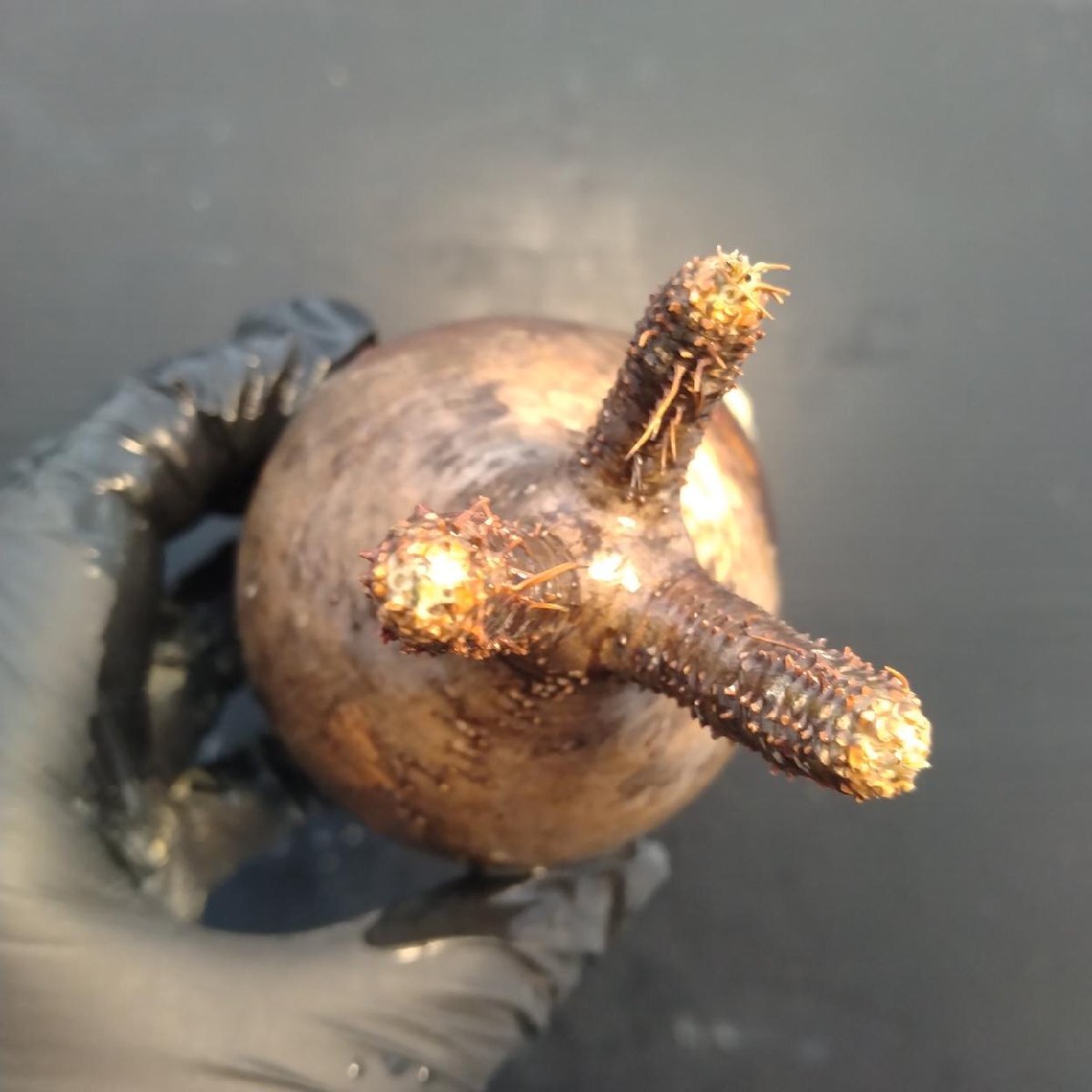 2152 「塊根植物」パキポディウム グラキリス  抜き苗【10/14最新到着・根切確認済・ P.gracilius・多肉植物】の画像3