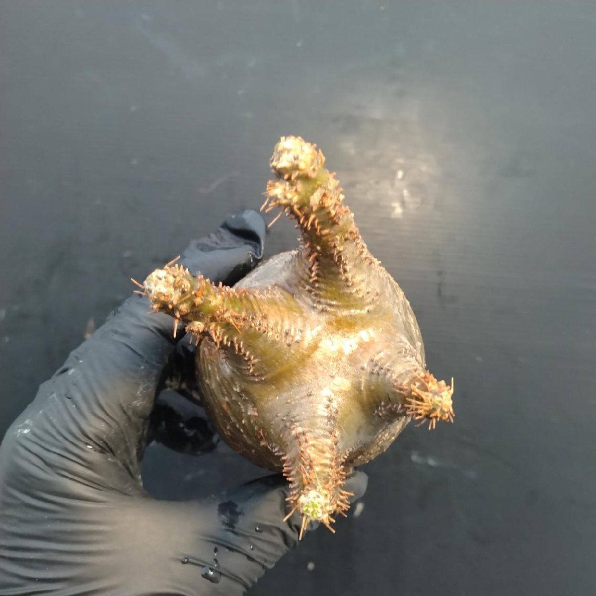 2162 「塊根植物」パキポディウム グラキリス  抜き苗【10/14最新到着・根切確認済・ P.gracilius・多肉植物】の画像3