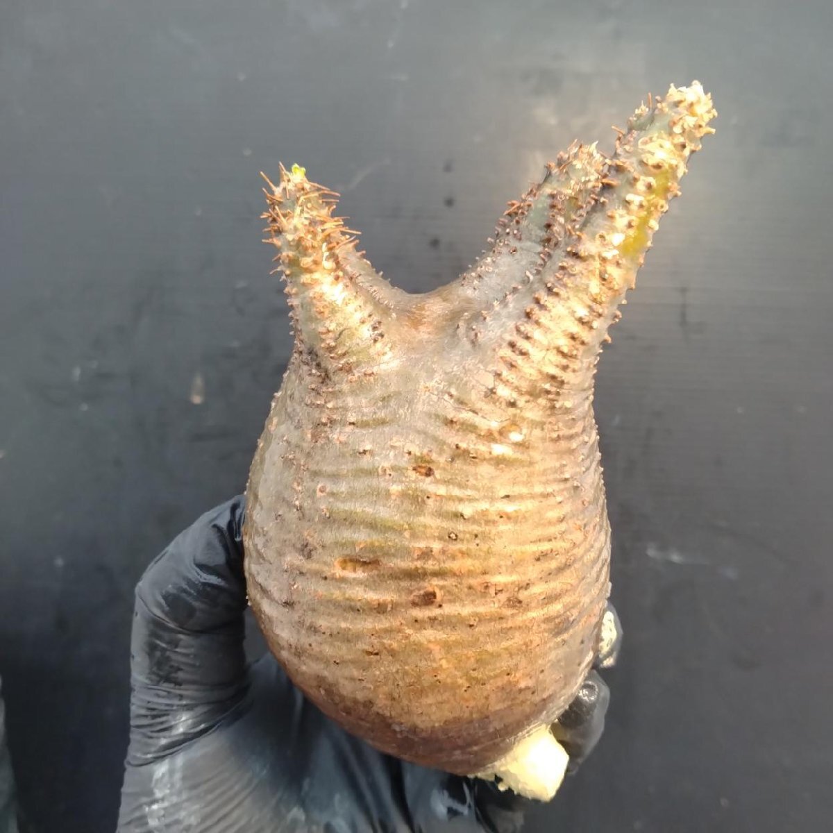 2162 「塊根植物」パキポディウム グラキリス  抜き苗【10/14最新到着・根切確認済・ P.gracilius・多肉植物】の画像4