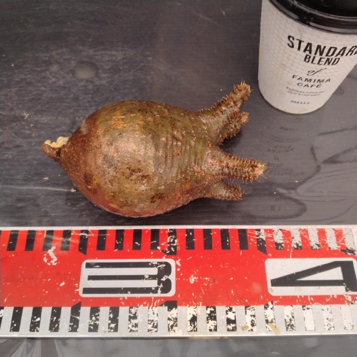 2162 「塊根植物」パキポディウム グラキリス  抜き苗【10/14最新到着・根切確認済・ P.gracilius・多肉植物】の画像6