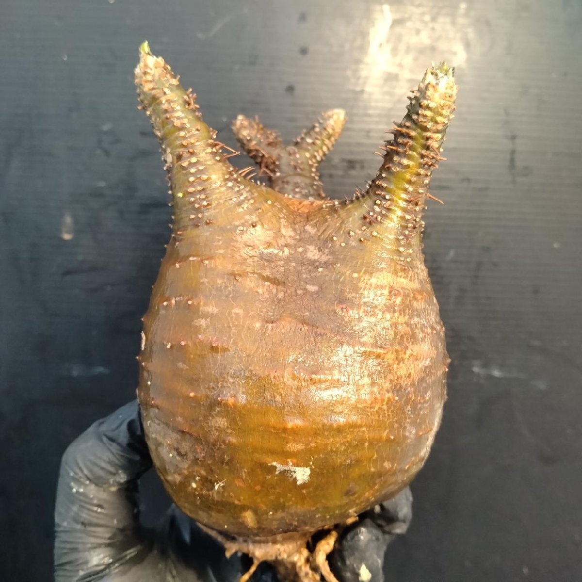 2188 「塊根植物」パキポディウム グラキリス  抜き苗【10/14最新到着・根切確認済・ P.gracilius・多肉植物】の画像4