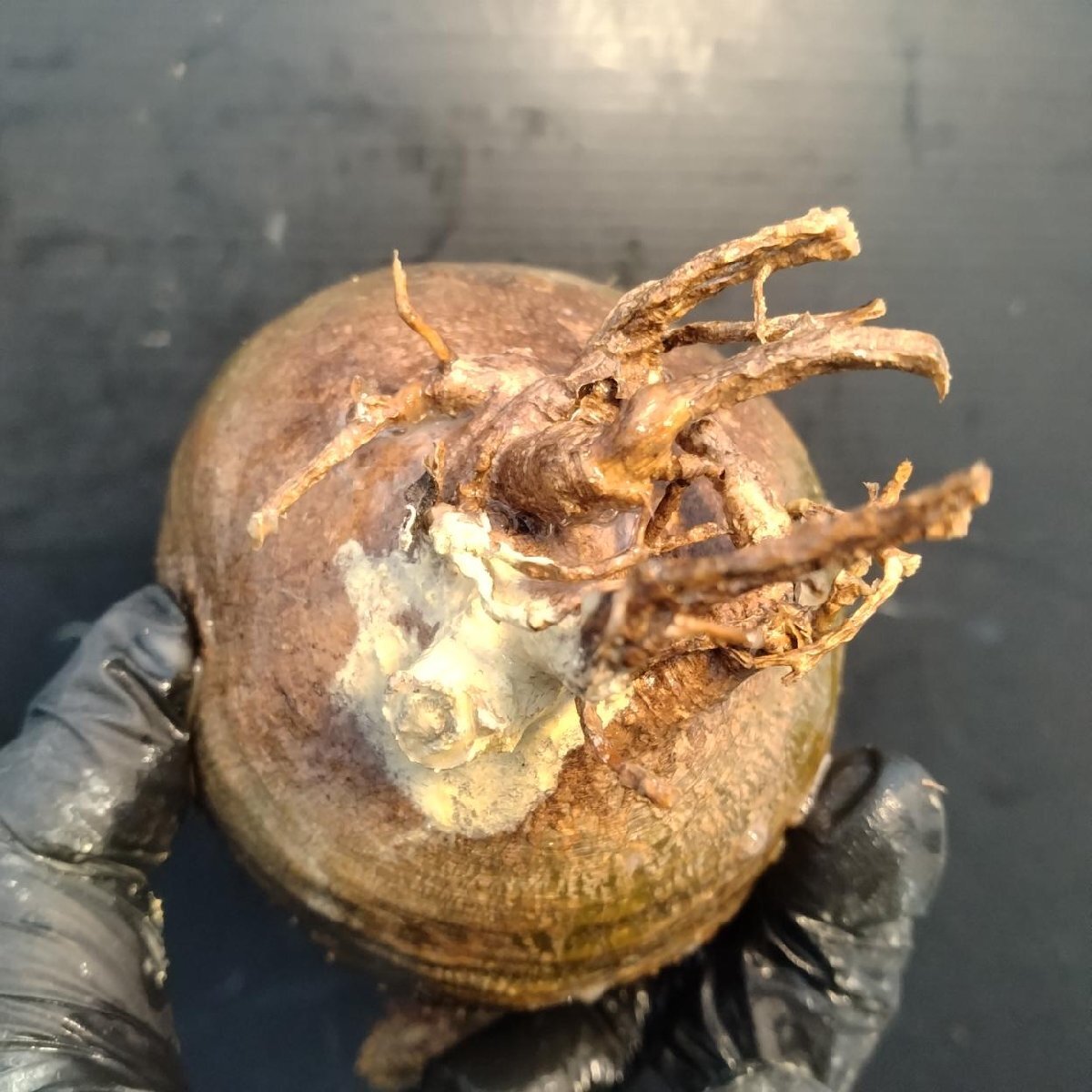 2188 「塊根植物」パキポディウム グラキリス  抜き苗【10/14最新到着・根切確認済・ P.gracilius・多肉植物】の画像5