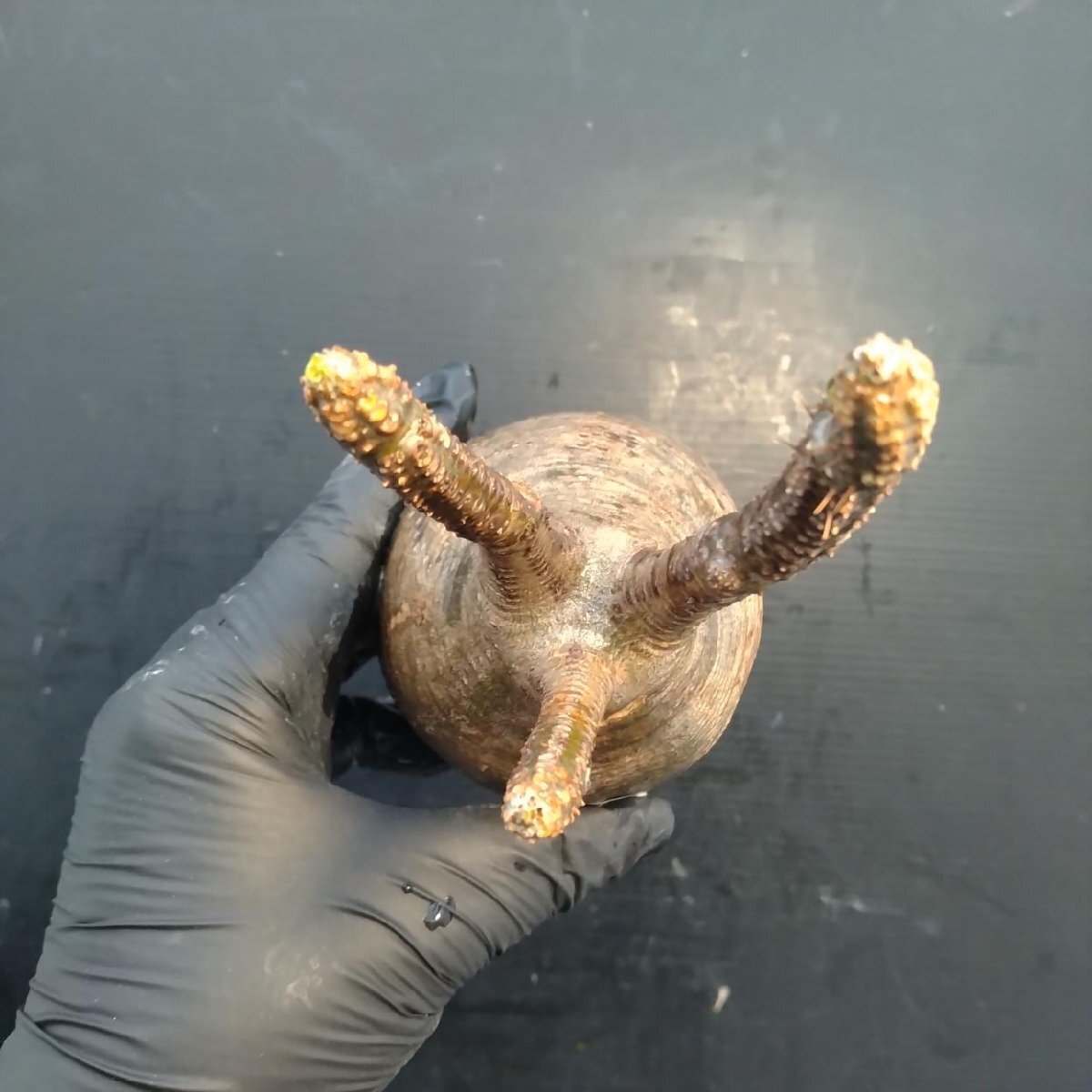 2165 「塊根植物」パキポディウム グラキリス  抜き苗【10/14最新到着・根切確認済・ P.gracilius・多肉植物】の画像3