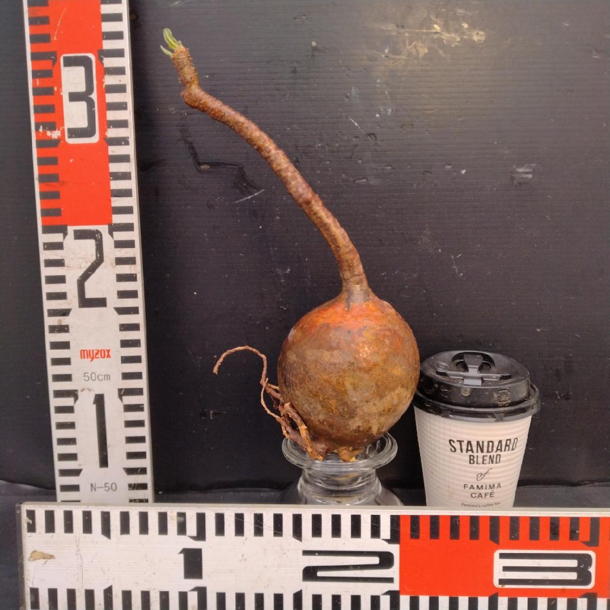 2401 「塊根植物」パキポディウム グラキリス 選抜株 抜き苗【10/14最新到着・根切確認済・ P.gracilius・多肉植物】の画像9