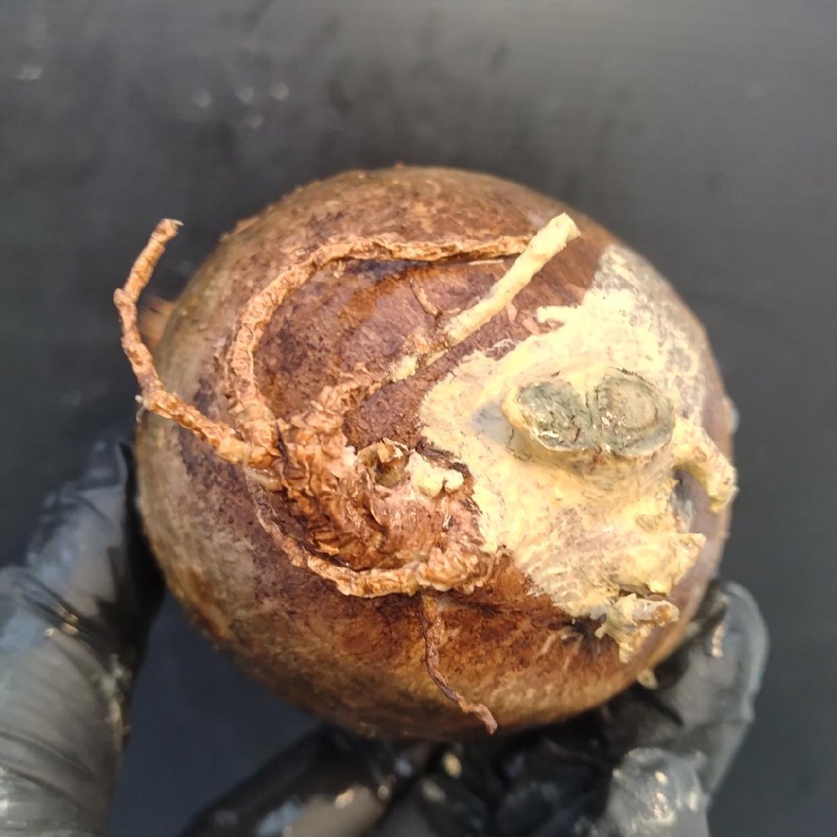 2168 「塊根植物」パキポディウム グラキリス  抜き苗【10/14最新到着・根切確認済・ P.gracilius・多肉植物】の画像5