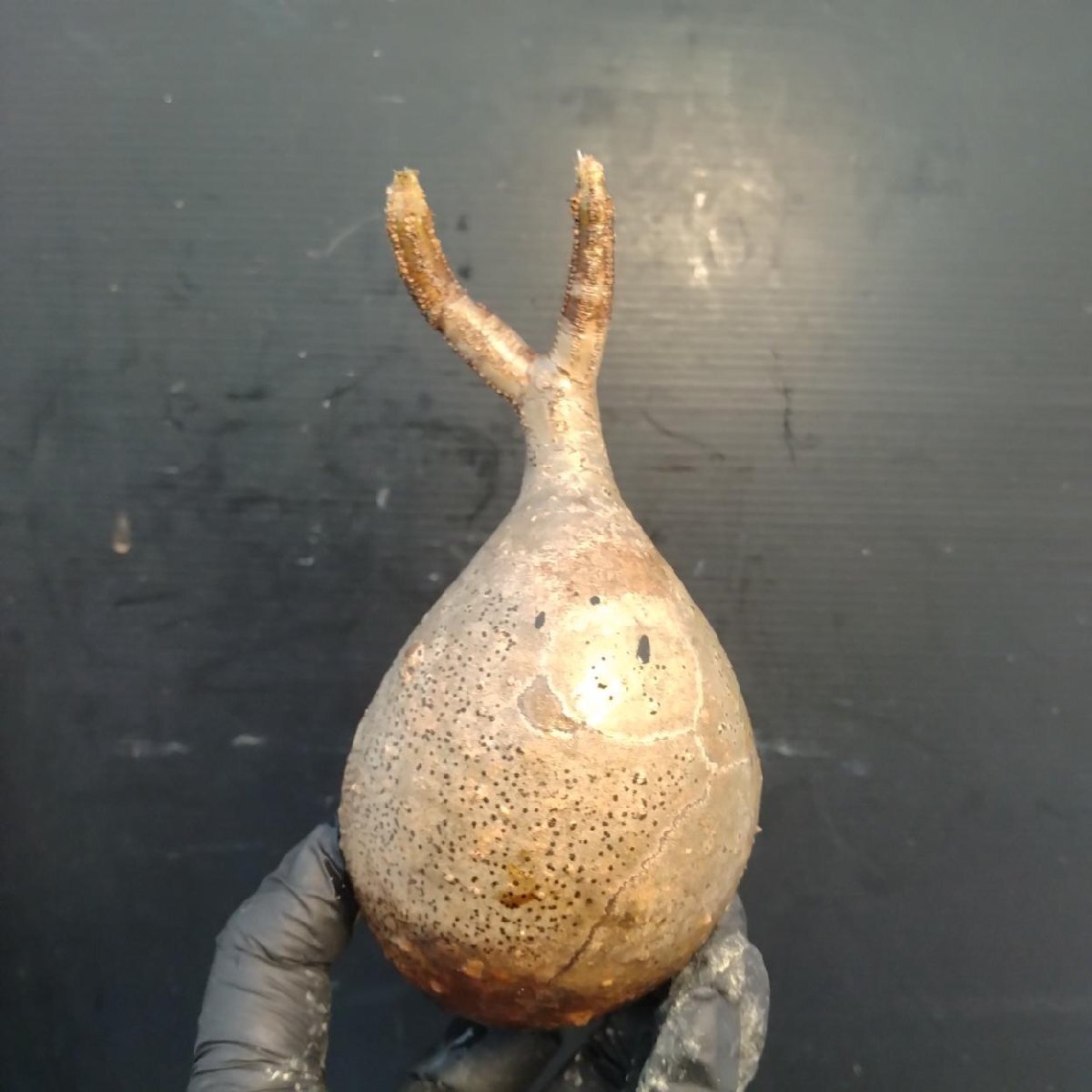 2130 「塊根植物」パキポディウム グラキリス  抜き苗【10/14最新到着・根切確認済・ P.gracilius・多肉植物】の画像1