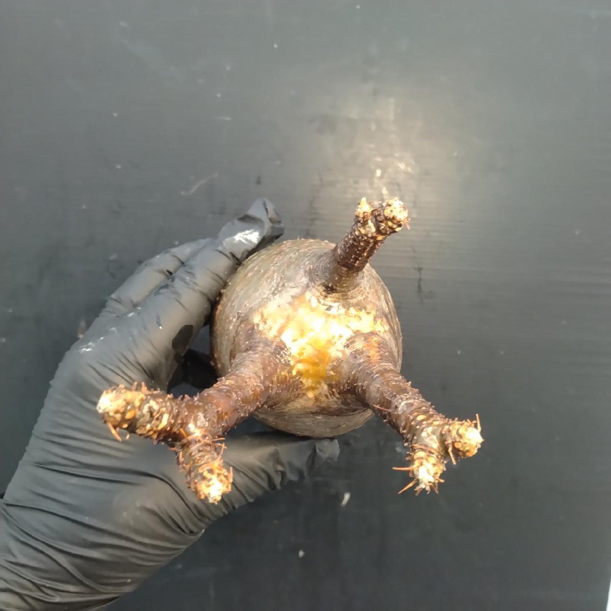 2141 「塊根植物」パキポディウム グラキリス  抜き苗【10/14最新到着・根切確認済・ P.gracilius・多肉植物】の画像3