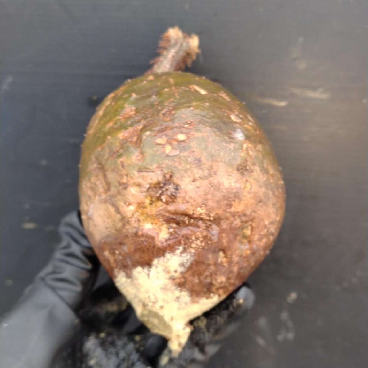 2396 「塊根植物」パキポディウム グラキリス 選抜株 抜き苗【10/14最新到着・根切確認済・ P.gracilius・多肉植物】の画像9