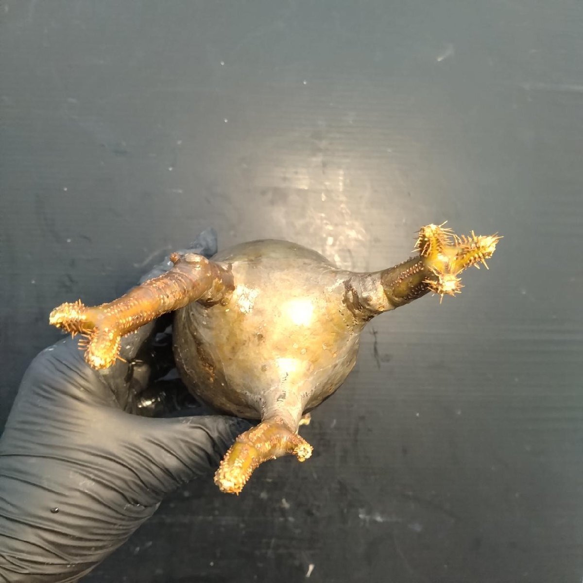 2193 「塊根植物」パキポディウム グラキリス  抜き苗【10/14最新到着・根切確認済・ P.gracilius・多肉植物】の画像3