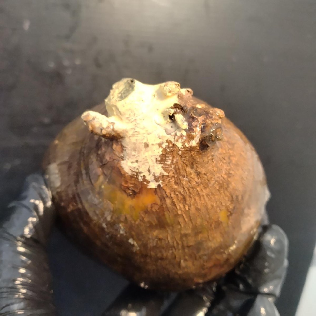 2198 「塊根植物」パキポディウム グラキリス  抜き苗【10/14最新到着・根切確認済・ P.gracilius・多肉植物】の画像6