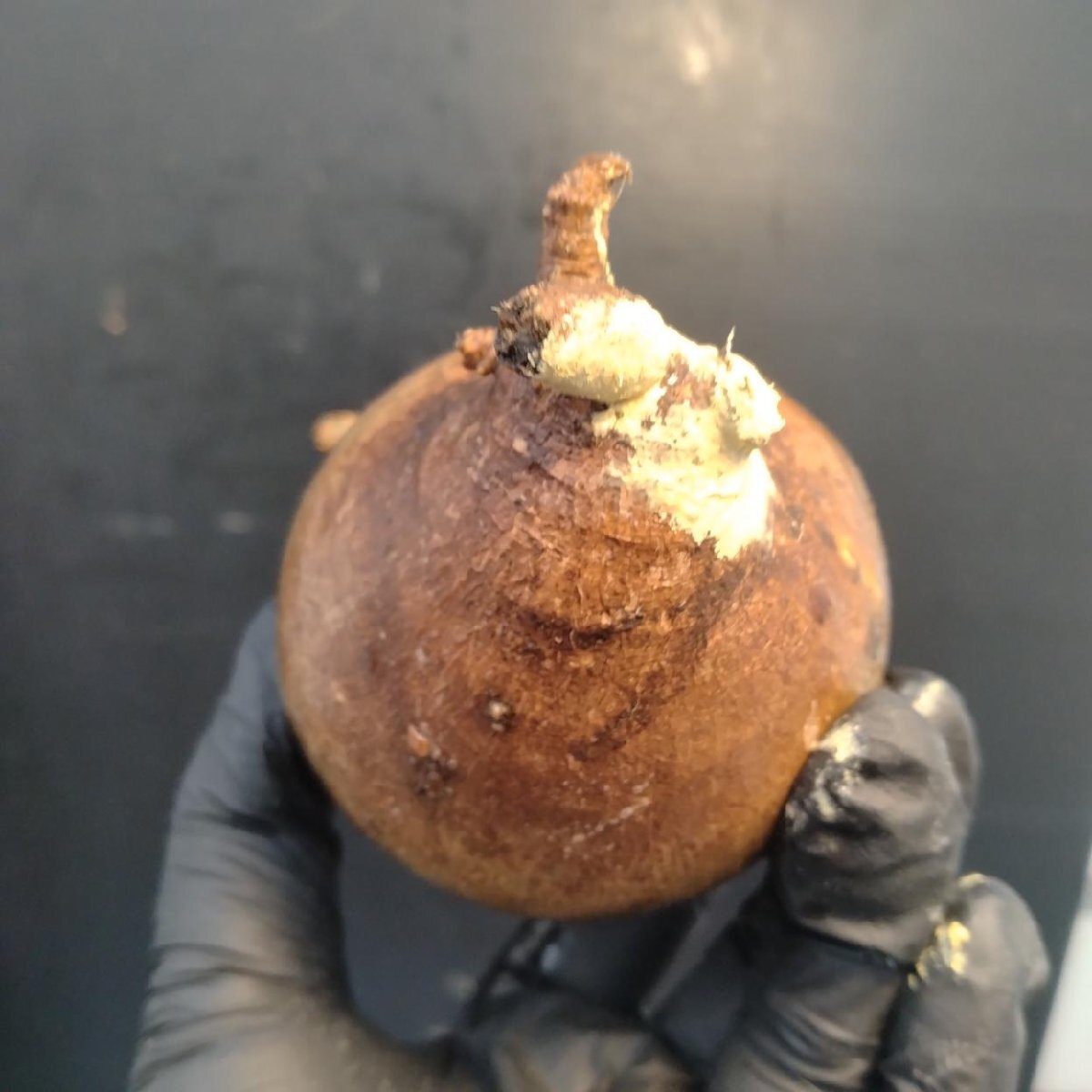 2126 「塊根植物」パキポディウム グラキリス  抜き苗【10/14最新到着・根切確認済・ P.gracilius・多肉植物】の画像5