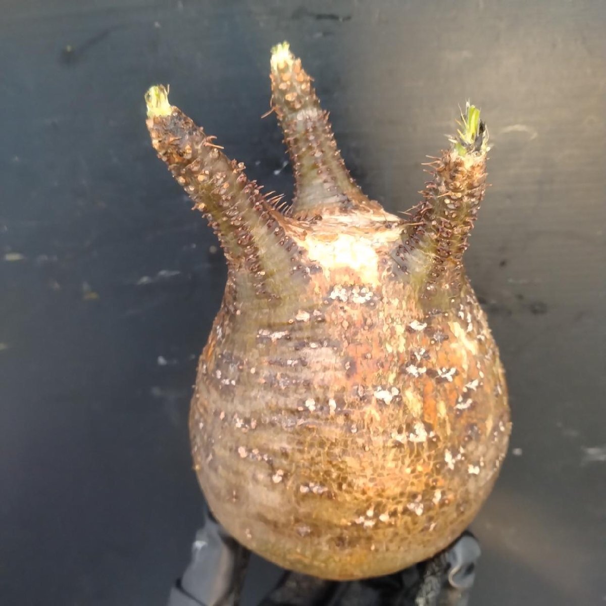 2474 「塊根植物」パキポディウム グラキリス 抜き苗【10/14最新到着・根切確認済・ P.gracilius・多肉植物】の画像1