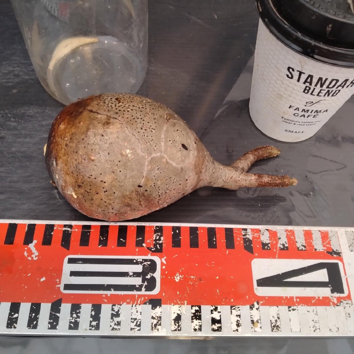 2130 「塊根植物」パキポディウム グラキリス  抜き苗【10/14最新到着・根切確認済・ P.gracilius・多肉植物】の画像6