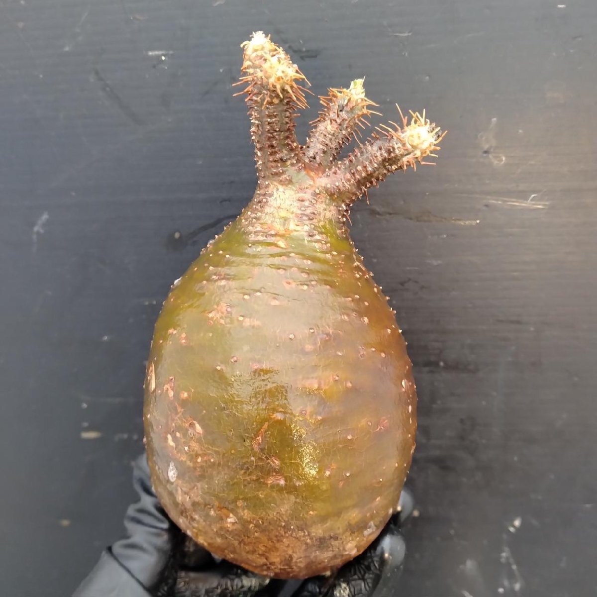 2396 「塊根植物」パキポディウム グラキリス 選抜株 抜き苗【10/14最新到着・根切確認済・ P.gracilius・多肉植物】の画像1