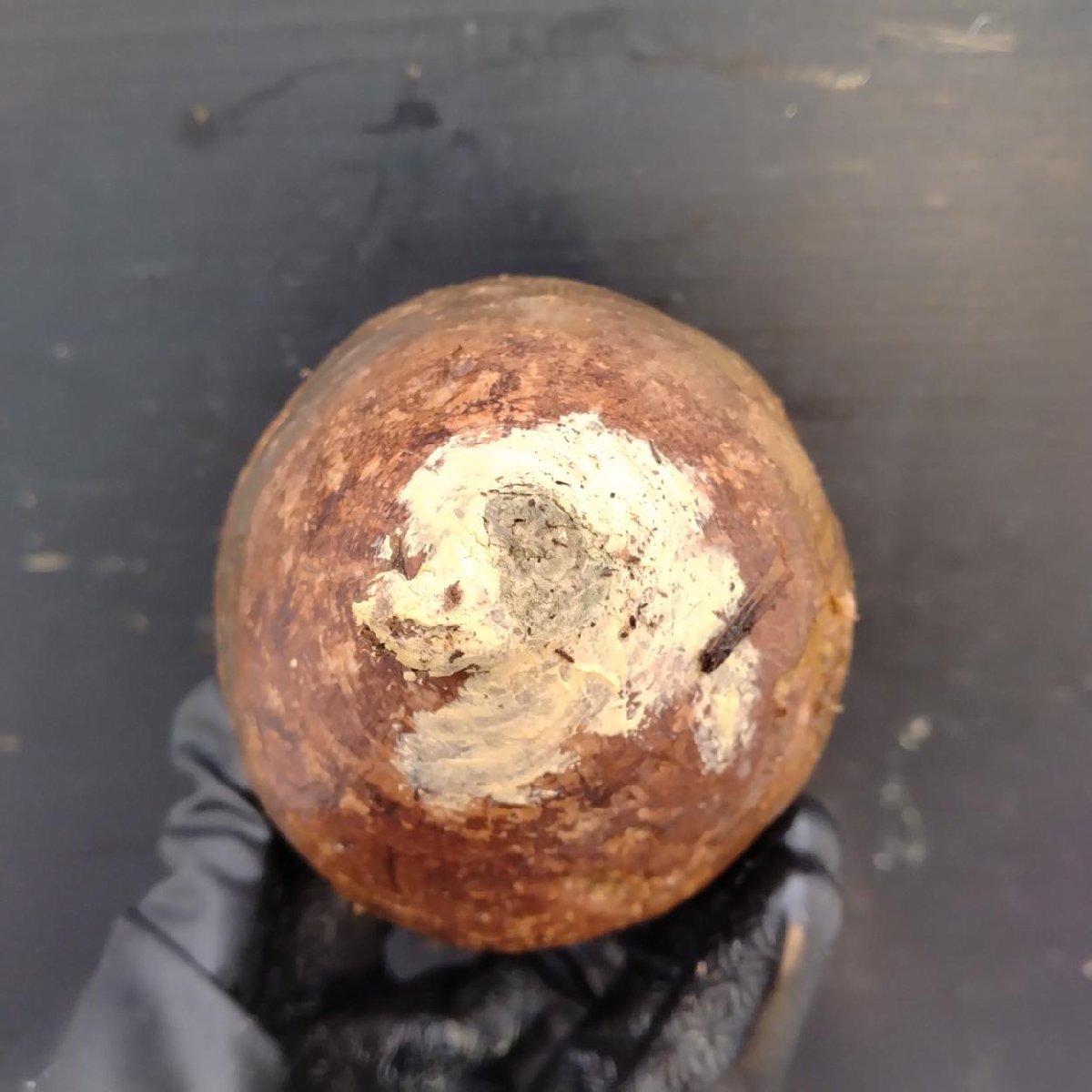 2396 「塊根植物」パキポディウム グラキリス 選抜株 抜き苗【10/14最新到着・根切確認済・ P.gracilius・多肉植物】の画像2