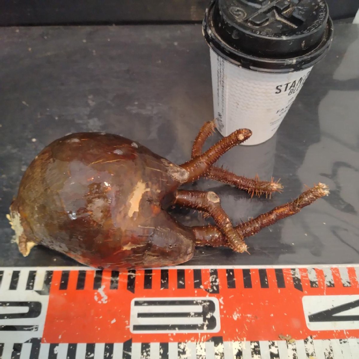 2198 「塊根植物」パキポディウム グラキリス  抜き苗【10/14最新到着・根切確認済・ P.gracilius・多肉植物】の画像7