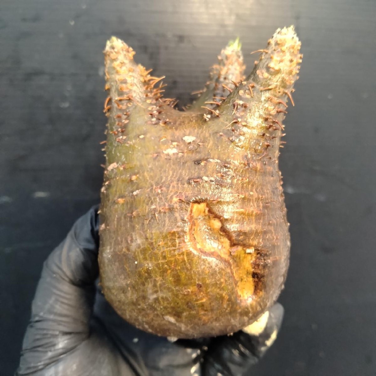 2180 「塊根植物」パキポディウム グラキリス  抜き苗【10/14最新到着・根切確認済・ P.gracilius・多肉植物】の画像4