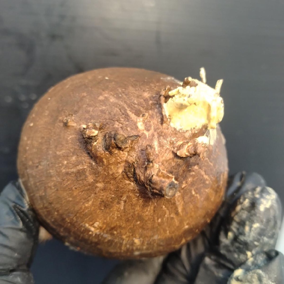 2128 「塊根植物」パキポディウム グラキリス  抜き苗【10/14最新到着・根切確認済・ P.gracilius・多肉植物】の画像5