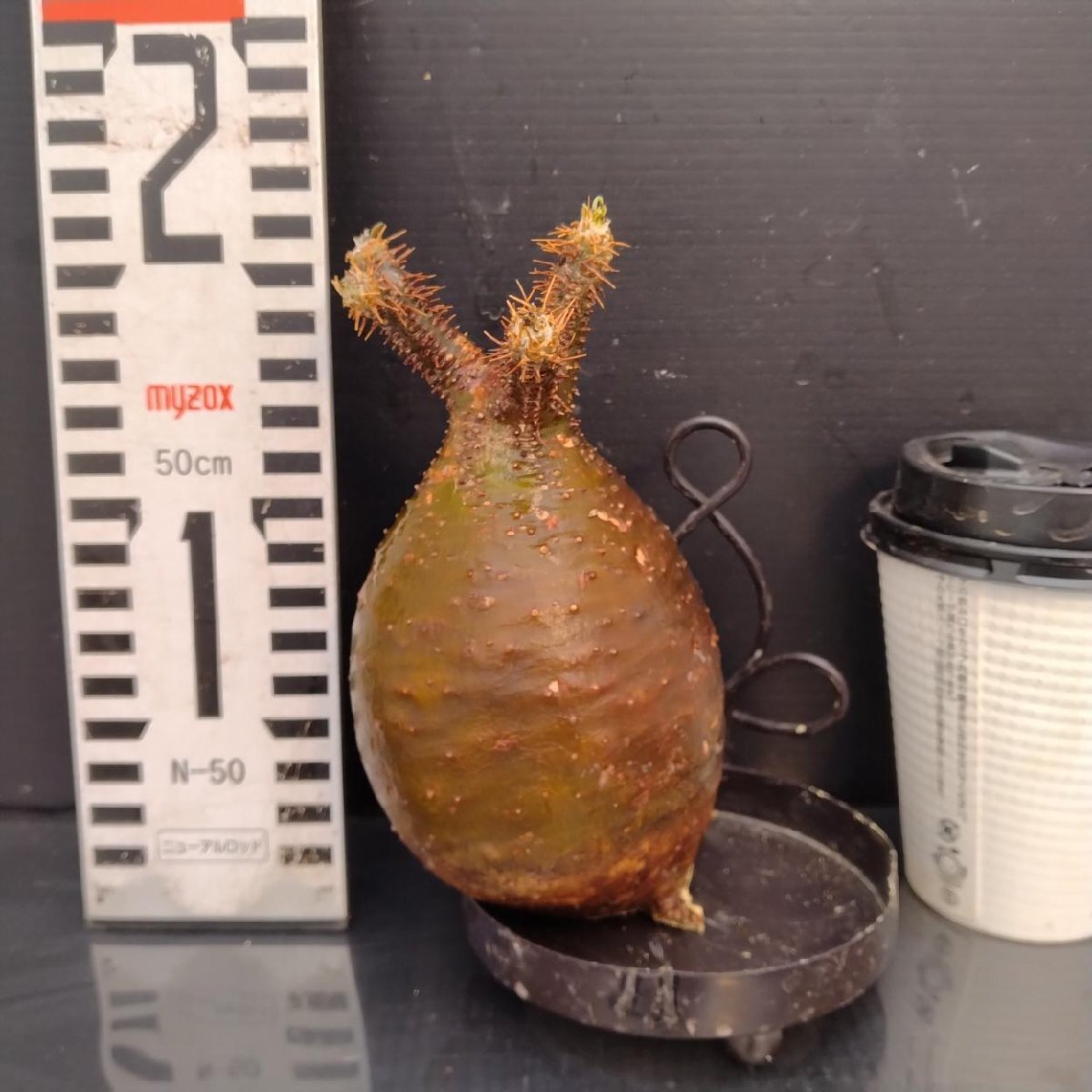 2396 「塊根植物」パキポディウム グラキリス 選抜株 抜き苗【10/14最新到着・根切確認済・ P.gracilius・多肉植物】の画像10