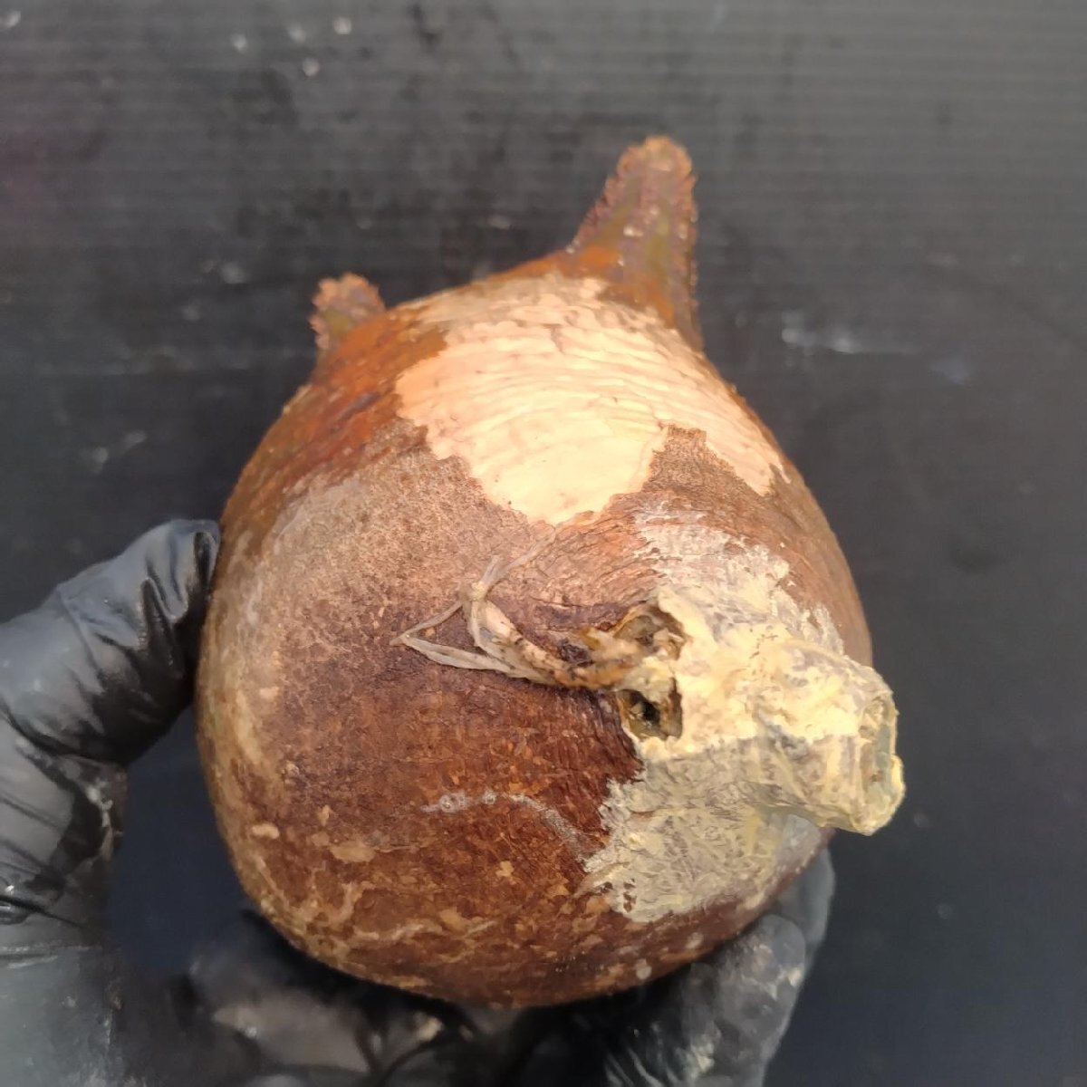 2171 「塊根植物」パキポディウム グラキリス  抜き苗【10/14最新到着・根切確認済・ P.gracilius・多肉植物】の画像5