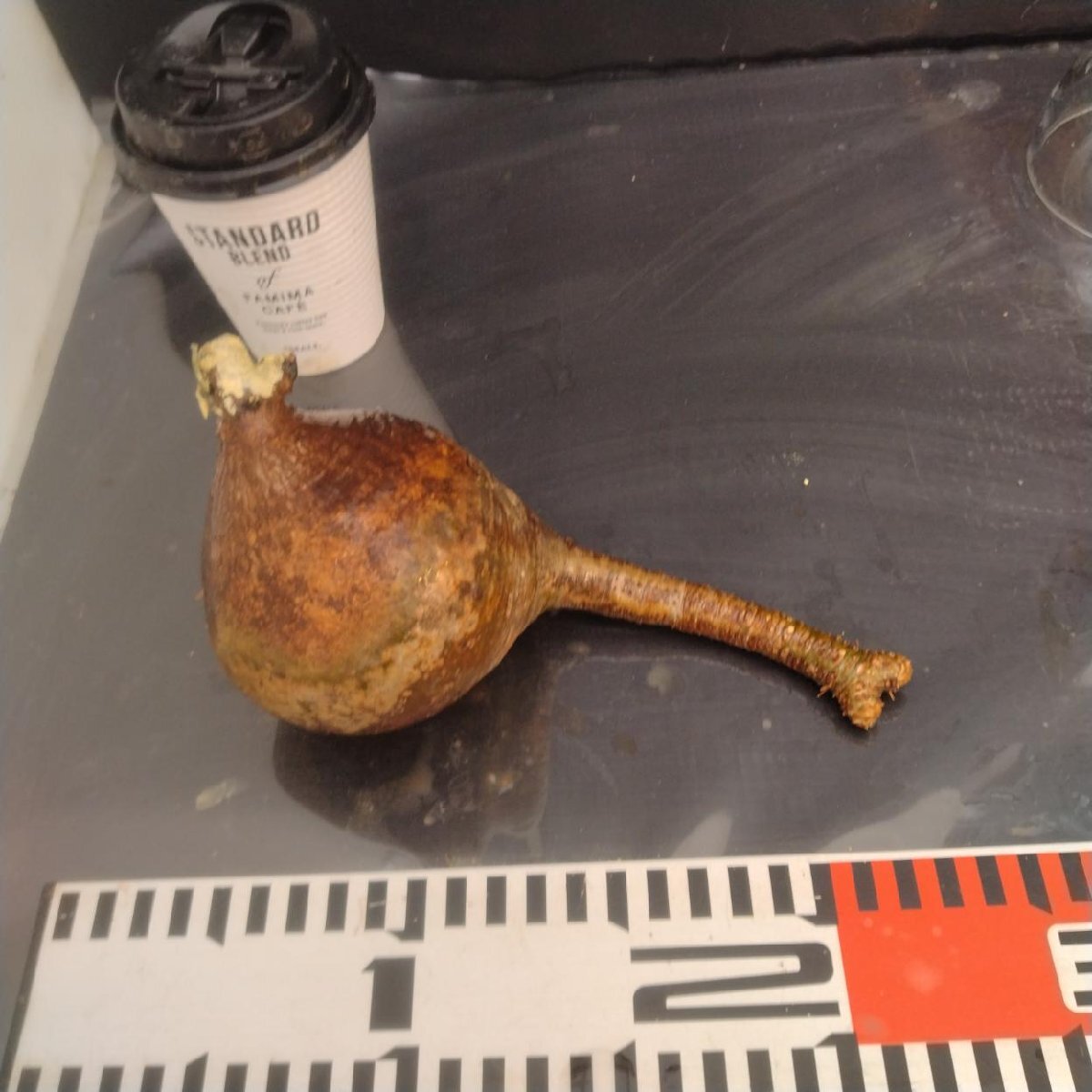 2468 「塊根植物」パキポディウム グラキリス 抜き苗【10/14最新到着・根切確認済・ P.gracilius・多肉植物】の画像5