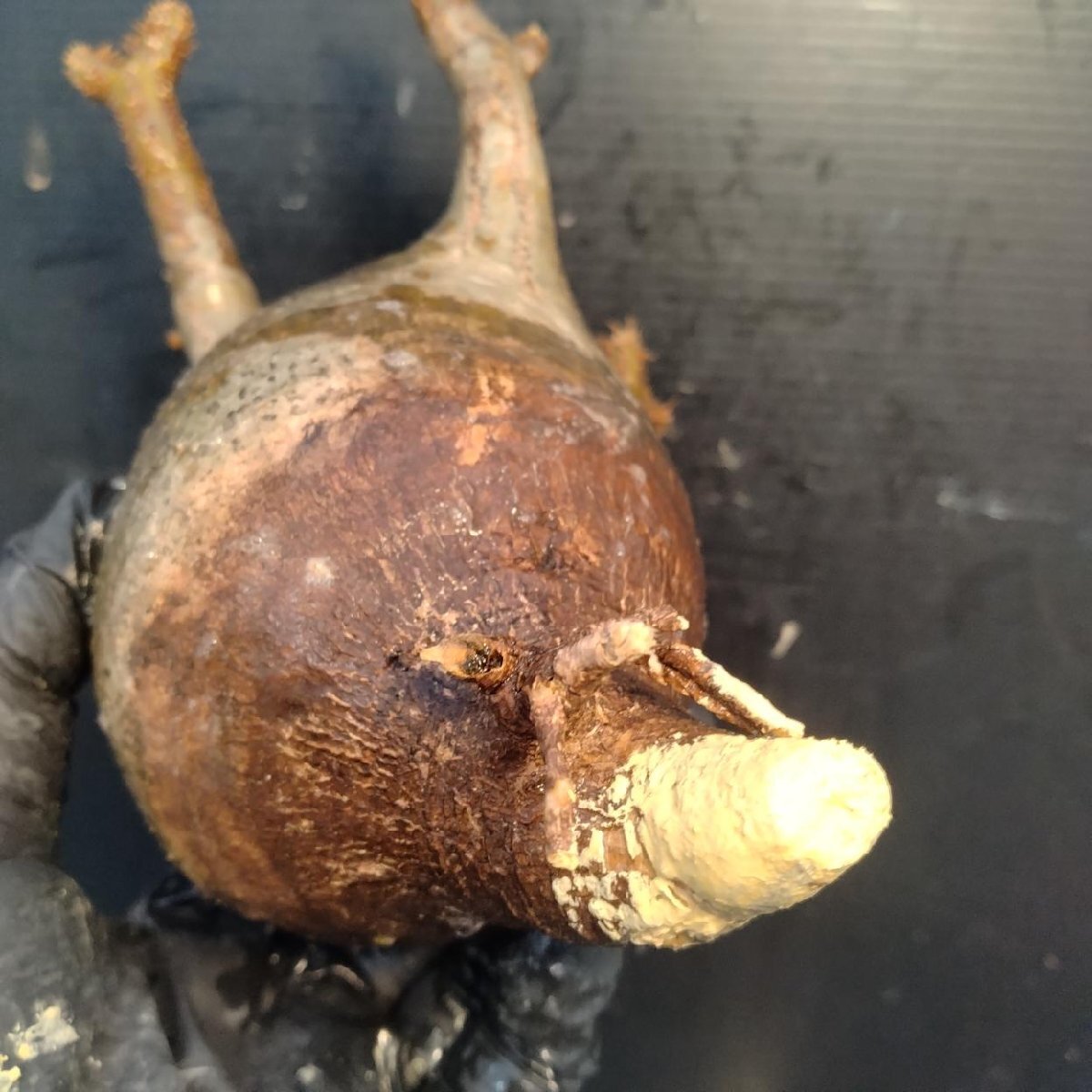 2193 「塊根植物」パキポディウム グラキリス  抜き苗【10/14最新到着・根切確認済・ P.gracilius・多肉植物】の画像5