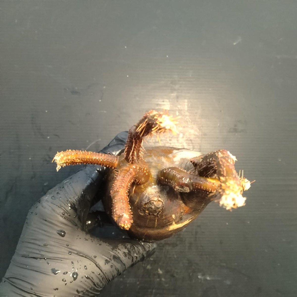 2198 「塊根植物」パキポディウム グラキリス  抜き苗【10/14最新到着・根切確認済・ P.gracilius・多肉植物】の画像3