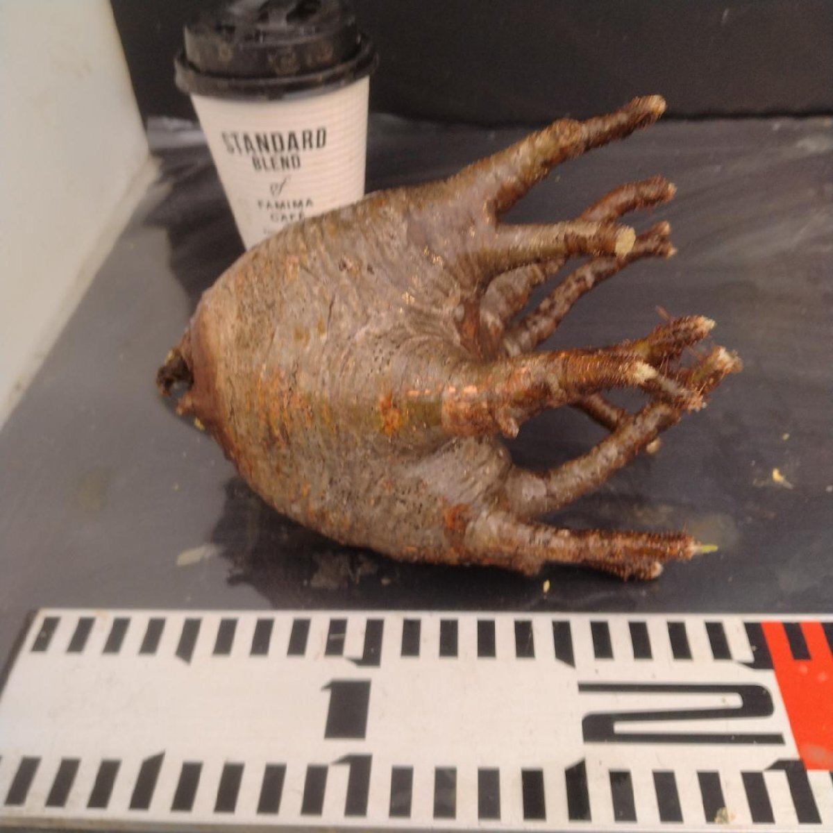 2477 「塊根植物」パキポディウム グラキリス 抜き苗【10/14最新到着・根切確認済・ P.gracilius・多肉植物】の画像6