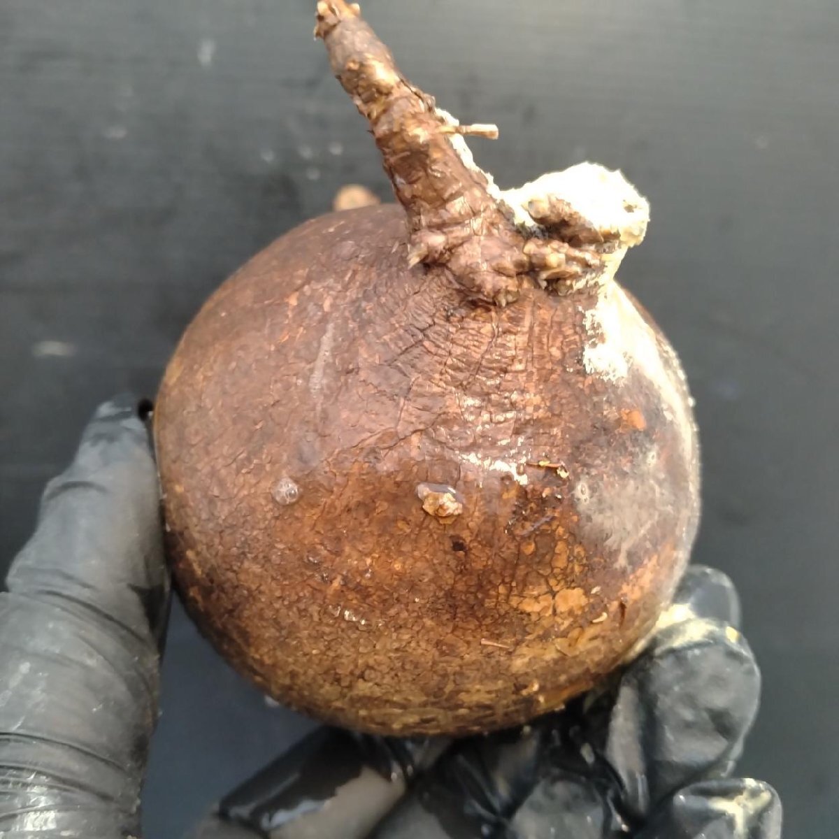 2159 「塊根植物」パキポディウム グラキリス  抜き苗【10/14最新到着・根切確認済・ P.gracilius・多肉植物】の画像5