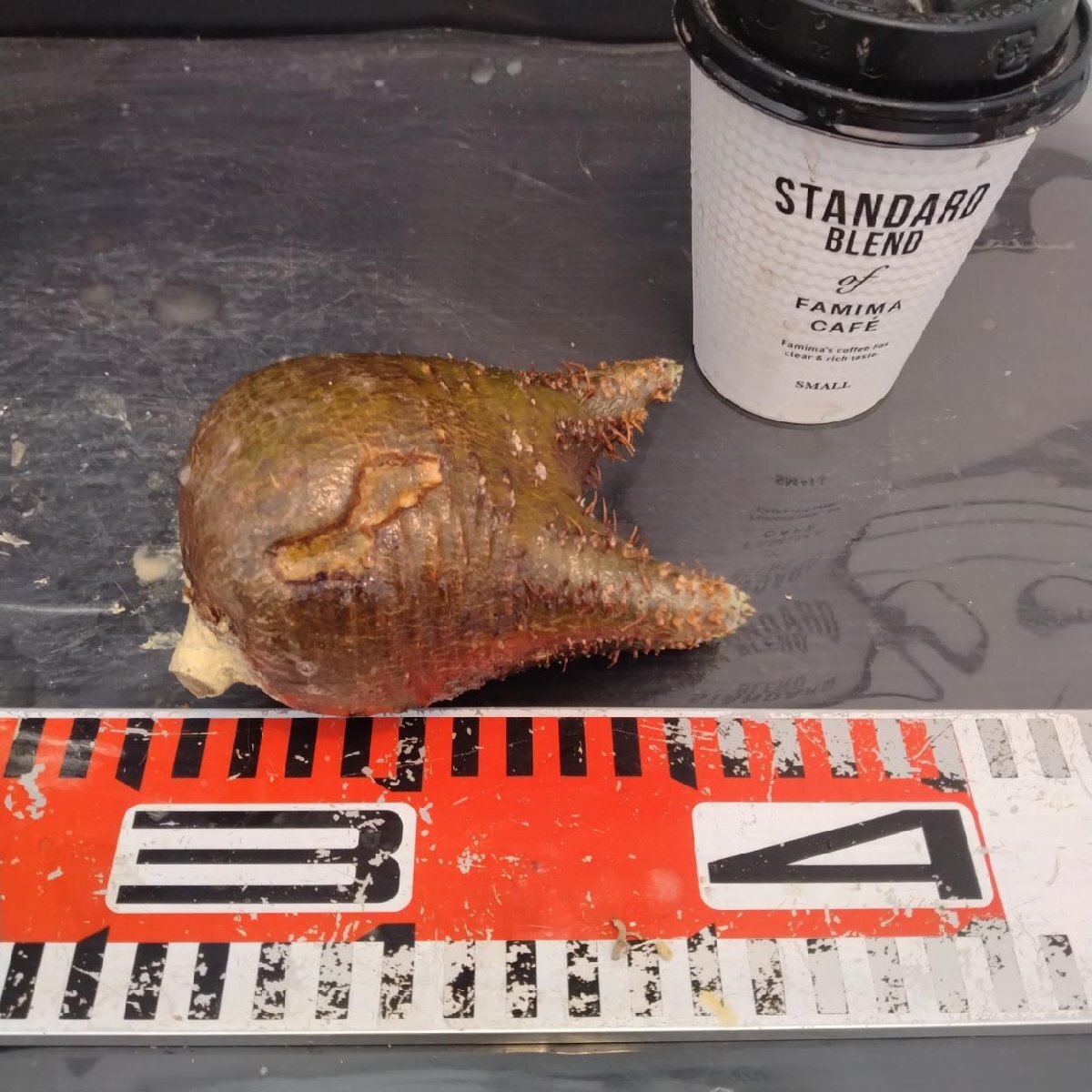 2180 「塊根植物」パキポディウム グラキリス  抜き苗【10/14最新到着・根切確認済・ P.gracilius・多肉植物】の画像6