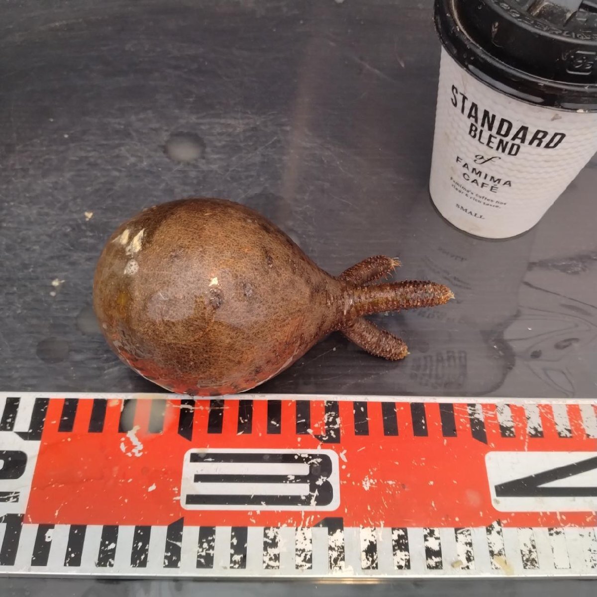 2152 「塊根植物」パキポディウム グラキリス  抜き苗【10/14最新到着・根切確認済・ P.gracilius・多肉植物】の画像6