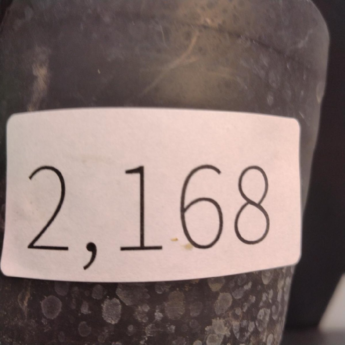 2168 「塊根植物」パキポディウム グラキリス  抜き苗【10/14最新到着・根切確認済・ P.gracilius・多肉植物】の画像2