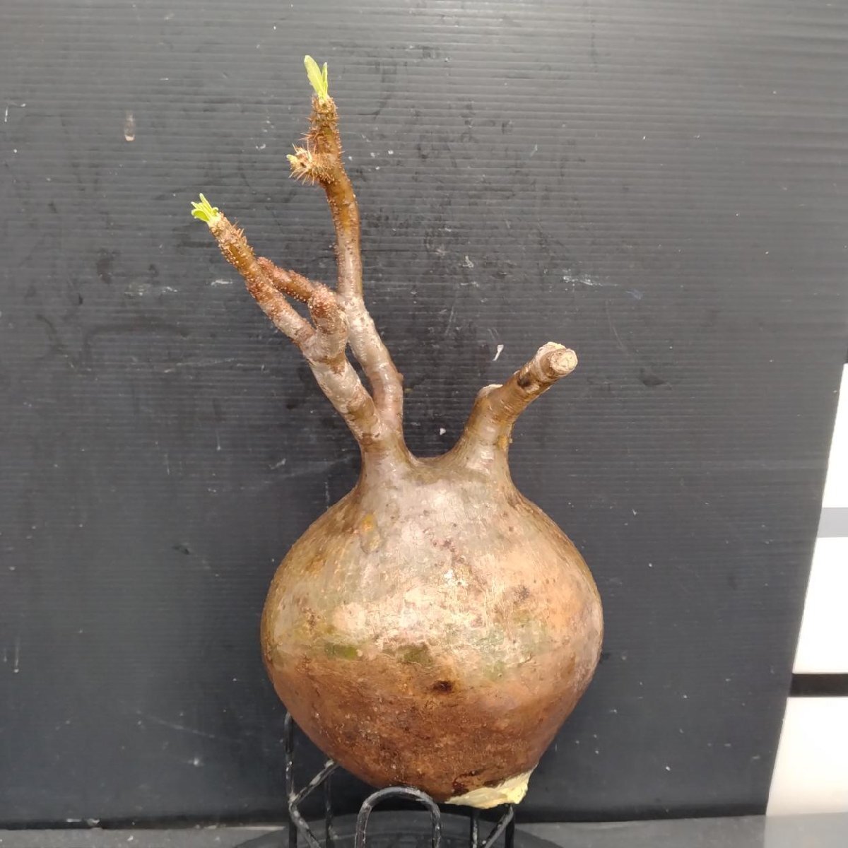 2097 「塊根植物」パキポディウム グラキリス　L 抜き苗【最新到著?根切確認(rèn)済? P.gracilius?多肉植物】