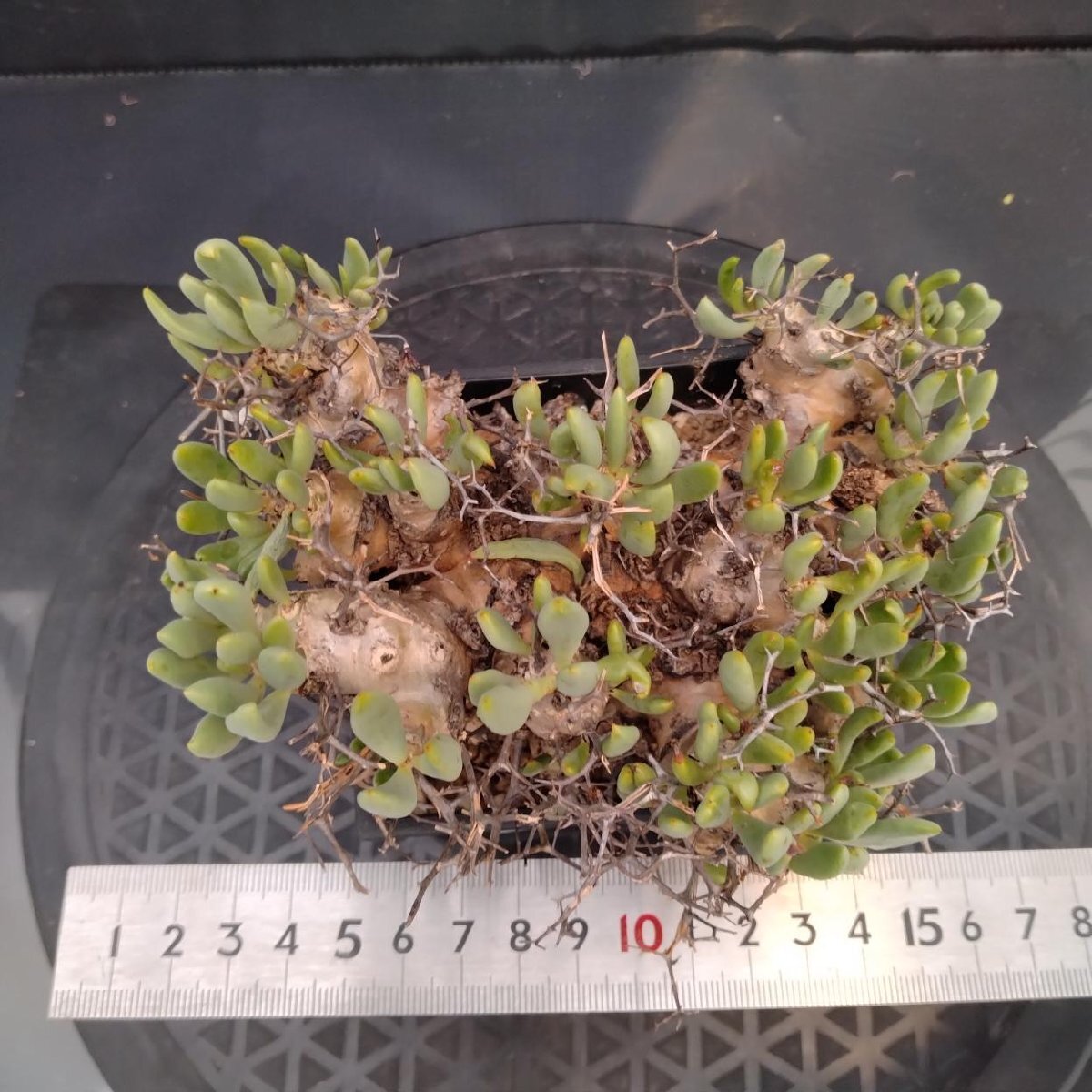 5591 「塊根植物」チレコドン レティキュラーツス【発根未確認・発芽中・多肉植物・Tylecodon reticulatus・万物想 ・枯枝・折枝アリ】の画像4