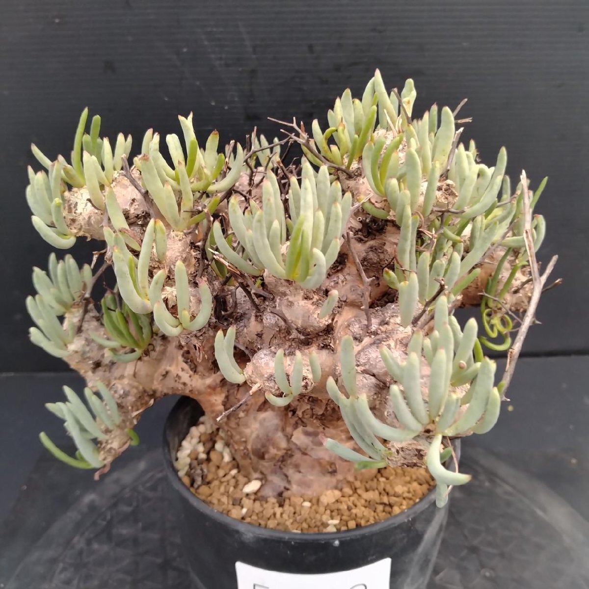 5592 「塊根植物」チレコドン レティキュラーツス【発根未確認・発芽中・多肉植物・Tylecodon reticulatus・万物想 ・枯枝・折枝アリ】の画像1