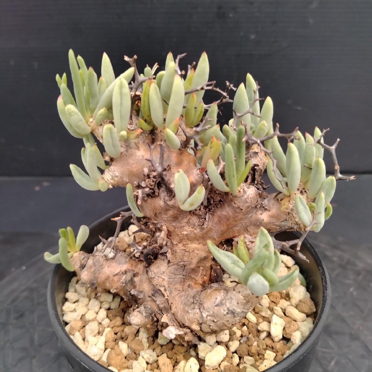 5595 「塊根植物」チレコドン レティキュラーツス【発根未確認・発芽中・多肉植物・Tylecodon reticulatus・万物想 ・枯枝・折枝アリ】の画像1