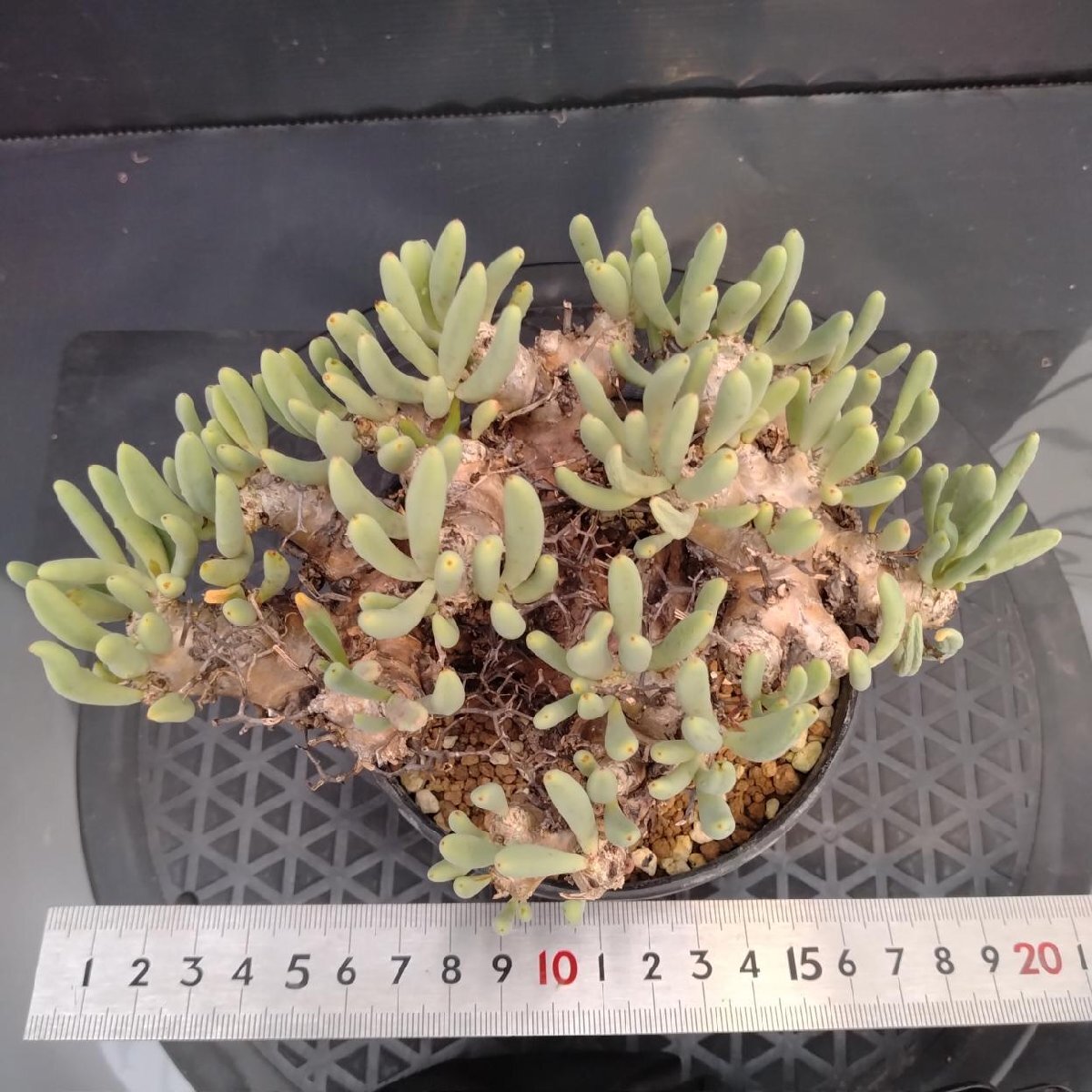 5601 「塊根植物」チレコドン レティキュラーツス【発根未確認・発芽中・多肉植物・Tylecodon reticulatus・万物想 ・枯枝・折枝アリ】の画像4