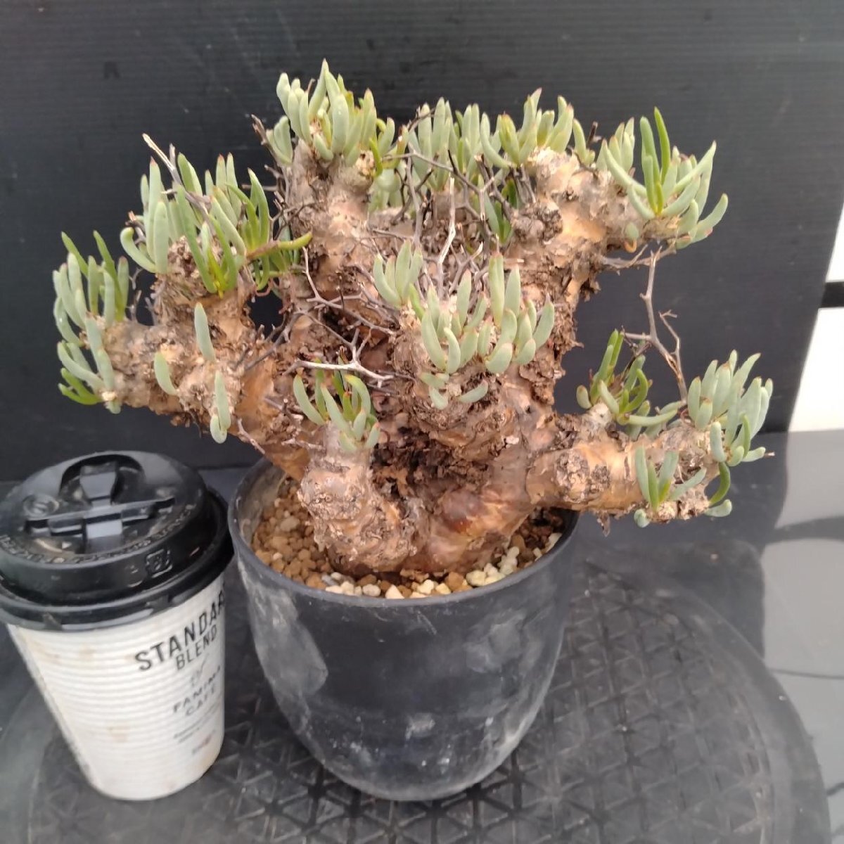 5592 「塊根植物」チレコドン レティキュラーツス【発根未確認・発芽中・多肉植物・Tylecodon reticulatus・万物想 ・枯枝・折枝アリ】の画像3