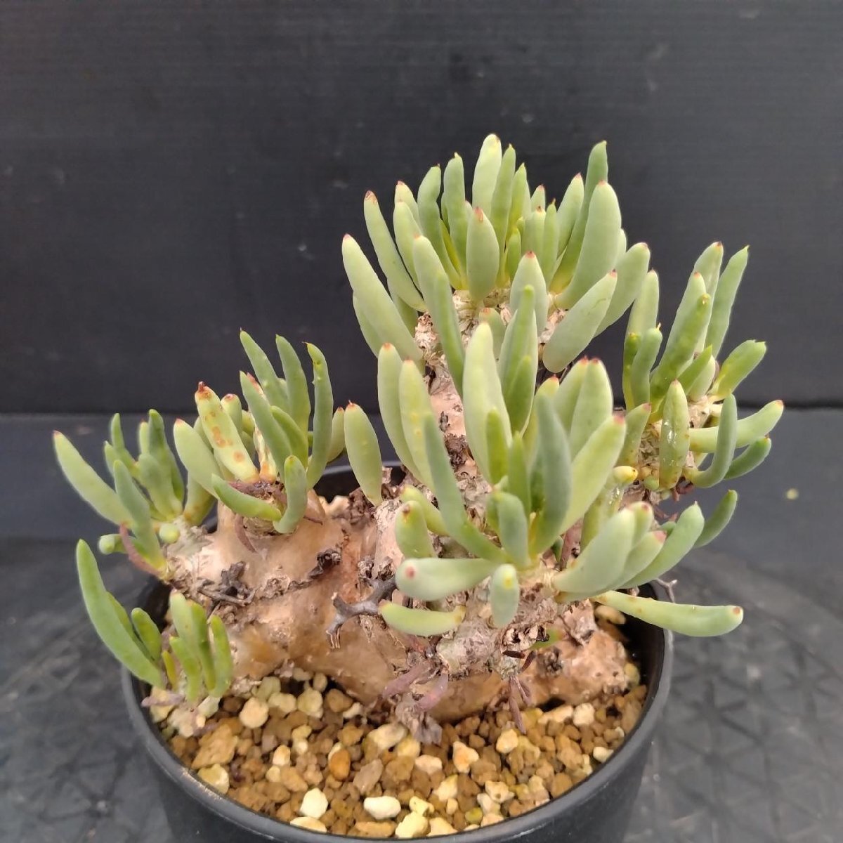 5594 「塊根植物」チレコドン レティキュラーツス【発根未確認・発芽中・多肉植物・Tylecodon reticulatus・万物想 ・枯枝・折枝アリ】の画像1