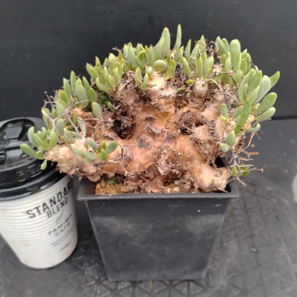 5591 「塊根植物」チレコドン レティキュラーツス【発根未確認・発芽中・多肉植物・Tylecodon reticulatus・万物想 ・枯枝・折枝アリ】の画像3