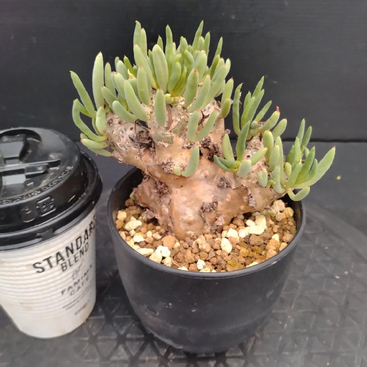 5594 「塊根植物」チレコドン レティキュラーツス【発根未確認・発芽中・多肉植物・Tylecodon reticulatus・万物想 ・枯枝・折枝アリ】の画像3