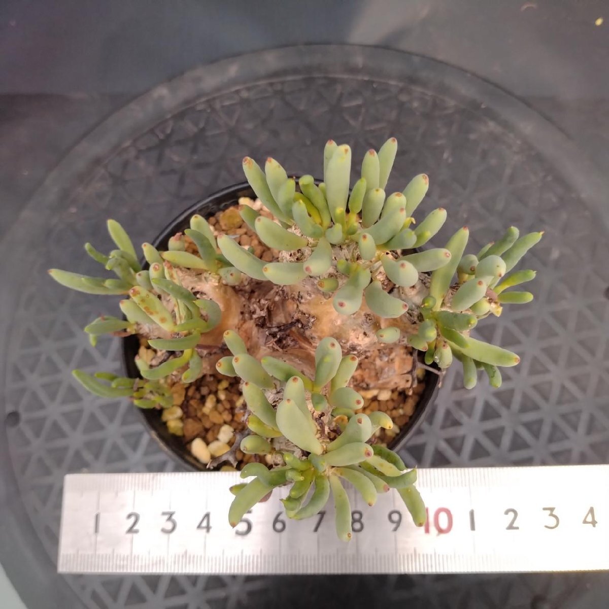 5594 「塊根植物」チレコドン レティキュラーツス【発根未確認・発芽中・多肉植物・Tylecodon reticulatus・万物想 ・枯枝・折枝アリ】の画像4