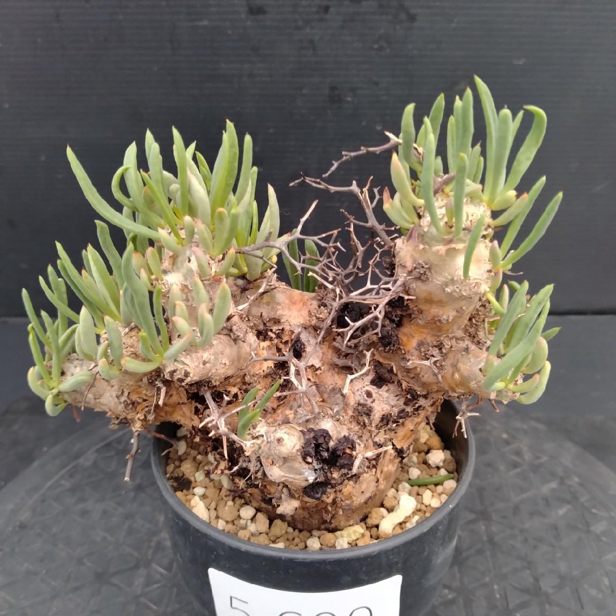 5600 「塊根植物」チレコドン レティキュラーツス【発根未確認・発芽中・多肉植物・Tylecodon reticulatus・万物想 ・枯枝・折枝アリ】の画像1