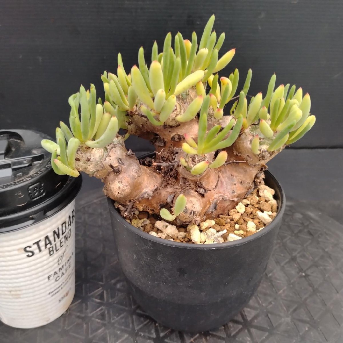 5598 「塊根植物」チレコドン レティキュラーツス【発根未確認・発芽中・多肉植物・Tylecodon reticulatus・万物想 ・枯枝・折枝アリ】の画像3