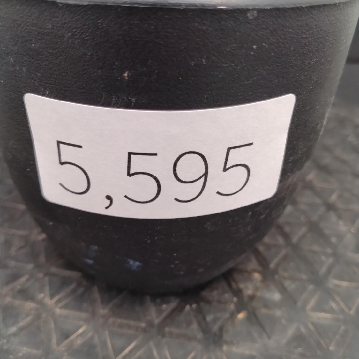 5595 「塊根植物」チレコドン レティキュラーツス【発根未確認・発芽中・多肉植物・Tylecodon reticulatus・万物想 ・枯枝・折枝アリ】の画像2