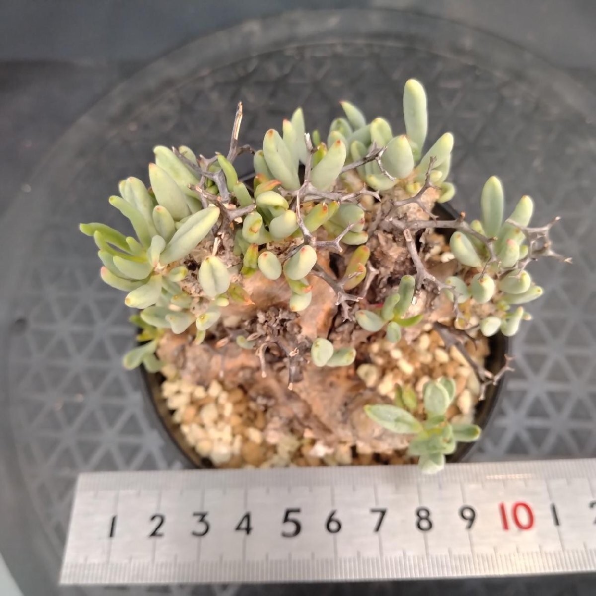 5595 「塊根植物」チレコドン レティキュラーツス【発根未確認・発芽中・多肉植物・Tylecodon reticulatus・万物想 ・枯枝・折枝アリ】の画像4