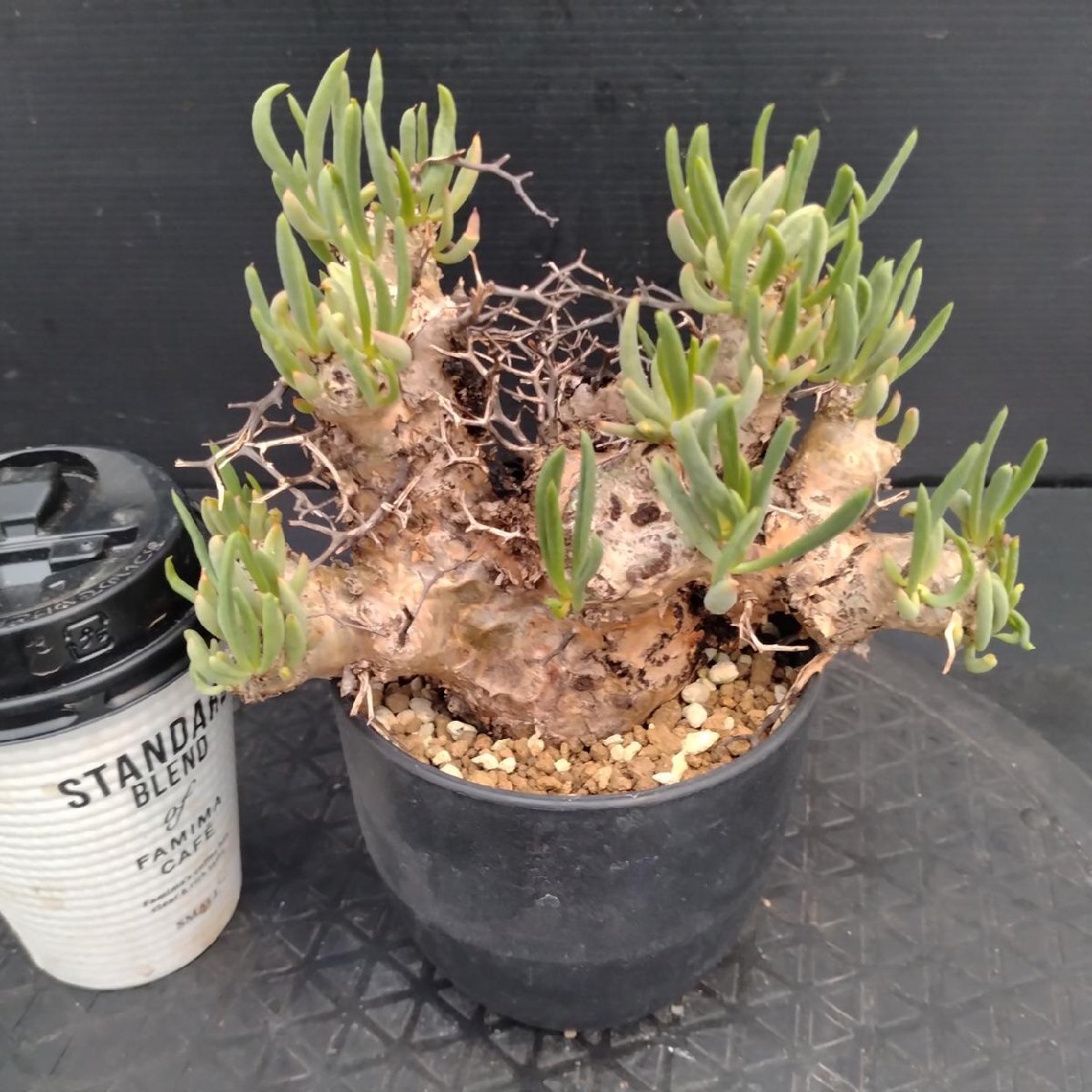 5600 「塊根植物」チレコドン レティキュラーツス【発根未確認・発芽中・多肉植物・Tylecodon reticulatus・万物想 ・枯枝・折枝アリ】の画像3