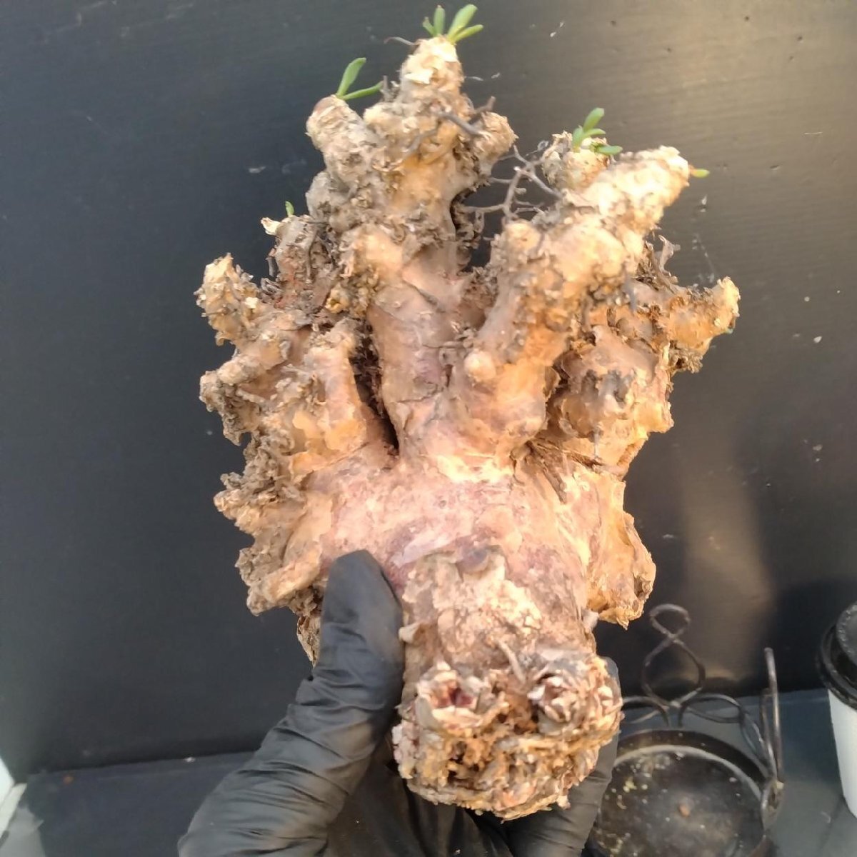 6341 「塊根植物」チレコドン レティキュラータス 抜き苗【最新到着・多肉・Tylecodon reticulatus・万物想 ・枯枝・折枝アリ】の画像4