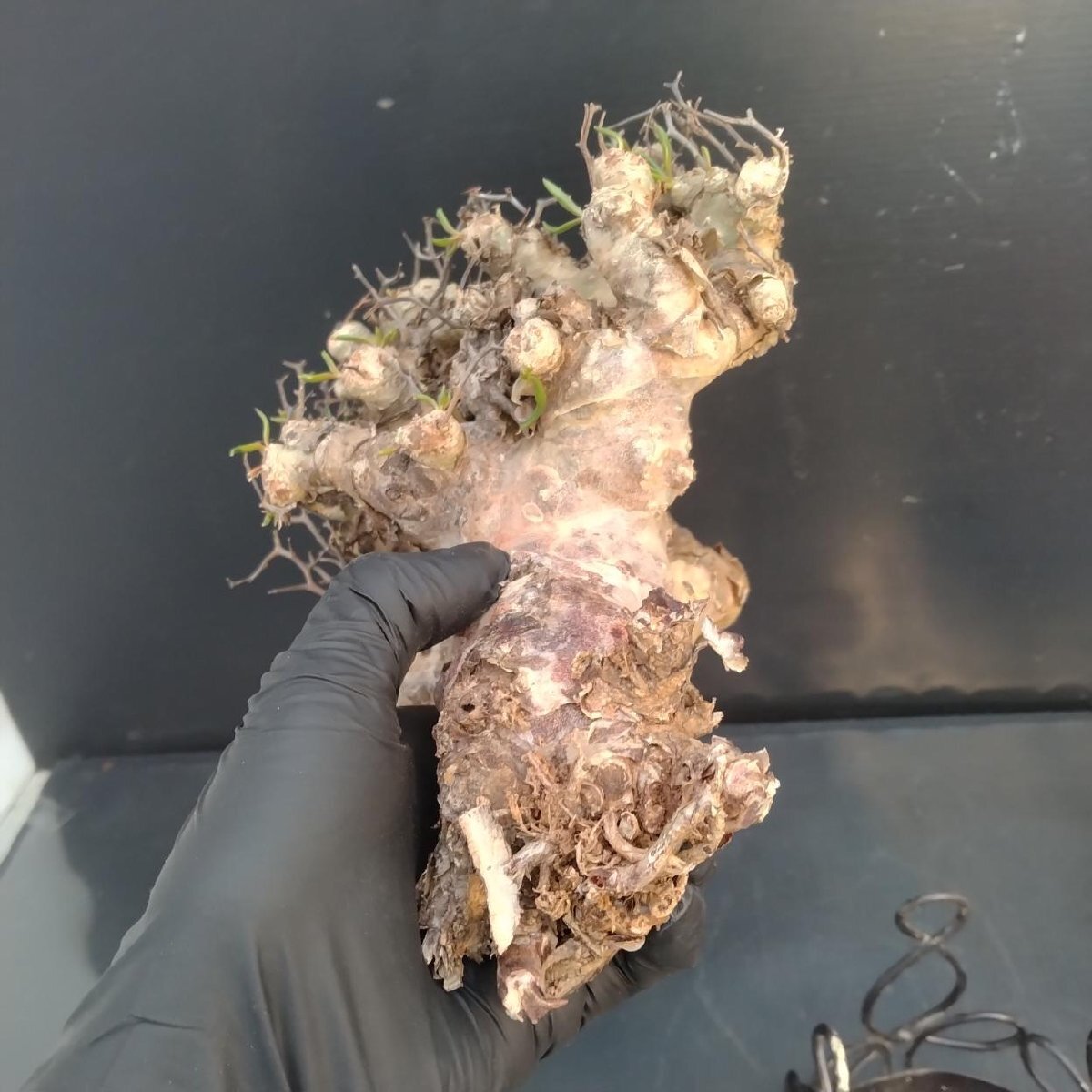 6337 「塊根植物」チレコドン レティキュラータス 抜き苗【最新到着・多肉・Tylecodon reticulatus・万物想 ・枯枝・折枝アリ】の画像3