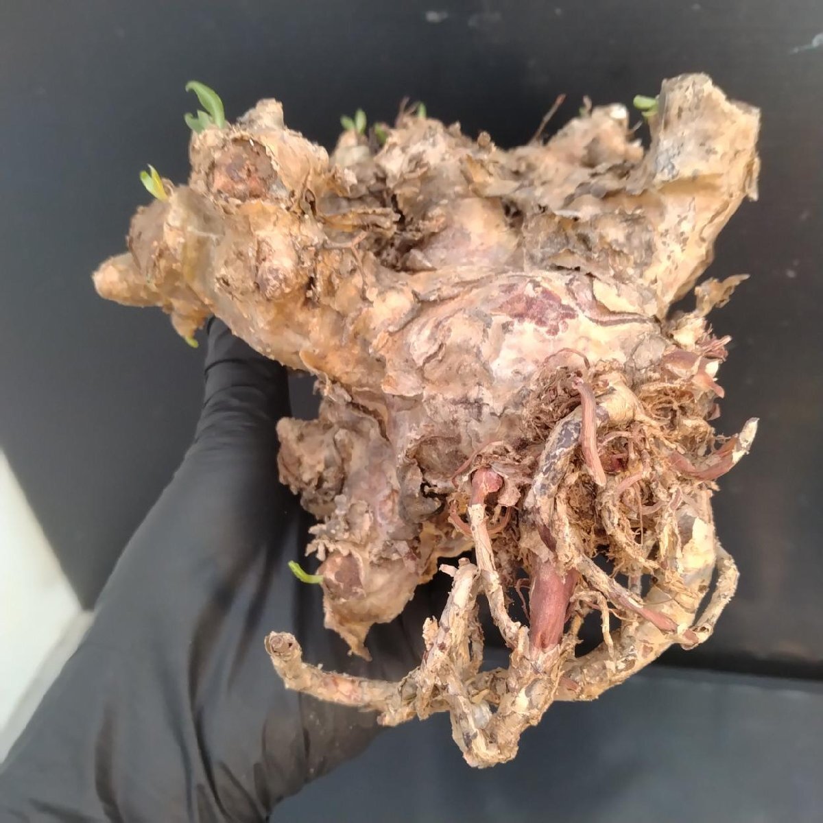 6335 「塊根植物」チレコドン レティキュラータス 抜き苗【最新到着・多肉・Tylecodon reticulatus・万物想 ・枯枝・折枝アリ】の画像3